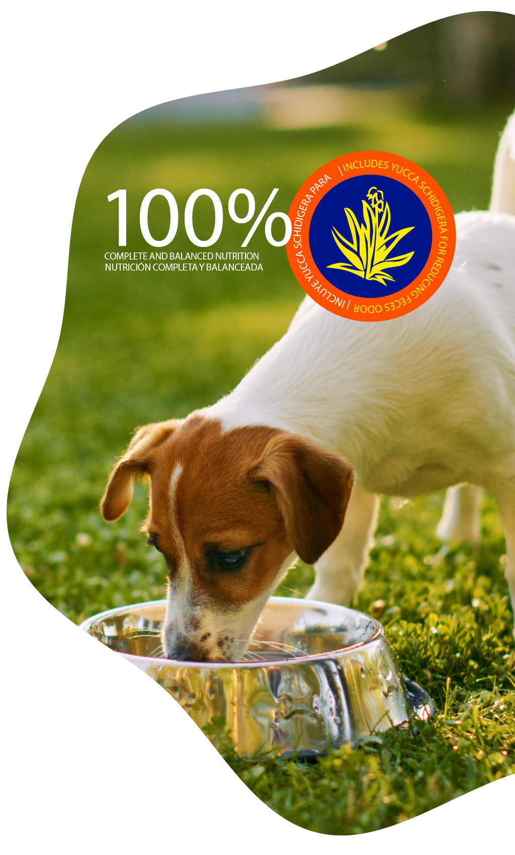 perro comiendo